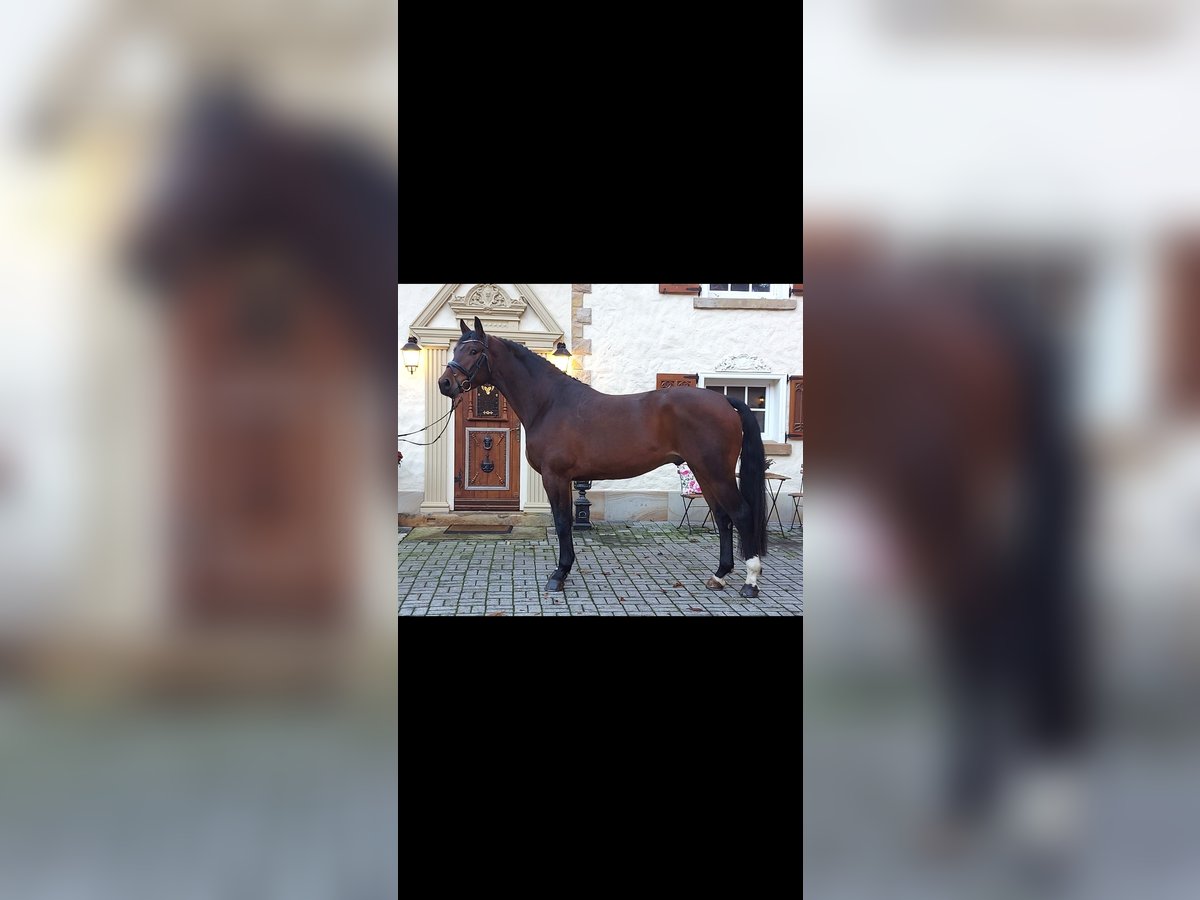 Westphalian Gelding 4 years 16 hh Brown in Schöppingen