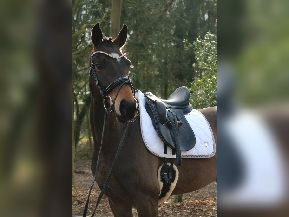 Westphalian Gelding 4 years 16 hh Brown in Fürstenau