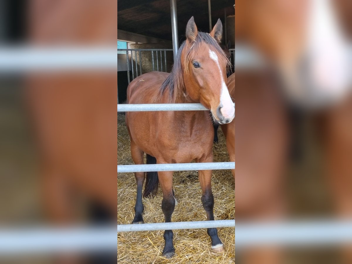 Westphalian Gelding 4 years 16 hh Brown in Dornburg