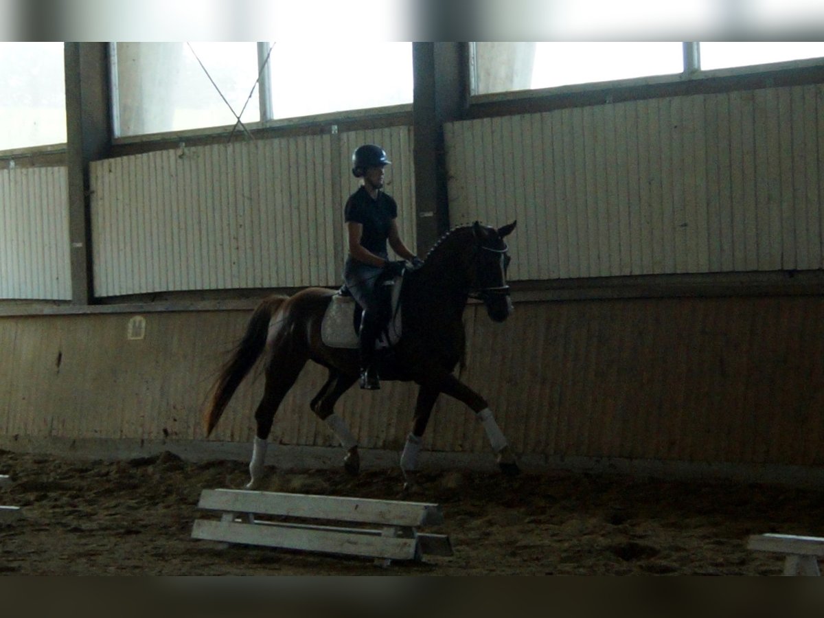 Westphalian Gelding 4 years 16 hh Chestnut in Iserlohn