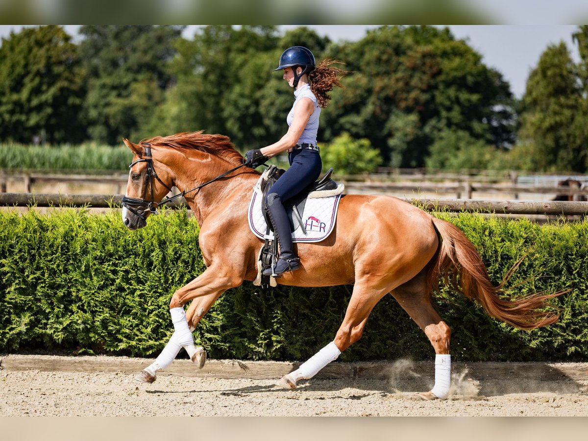 Westphalian Gelding 4 years 16 hh Chestnut-Red in Marl