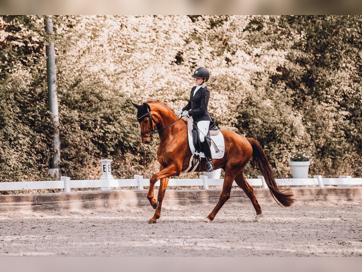 Westphalian Gelding 4 years 16 hh Chestnut-Red in Mettmann