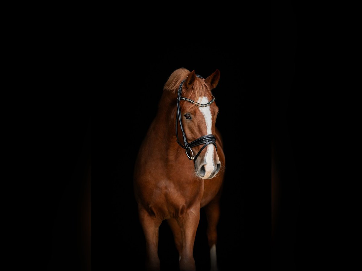 Westphalian Gelding 4 years 16 hh Chestnut-Red in Senden