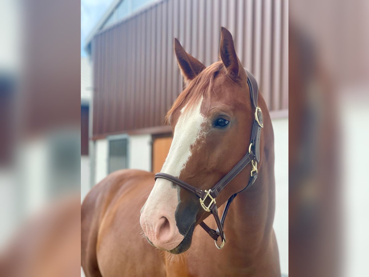 Westphalian Gelding 4 years 16 hh Chestnut-Red in Dornburg