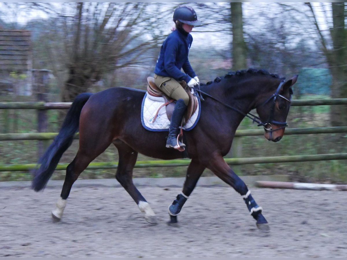 Westphalian Gelding 4 years 16 hh in Dorsten