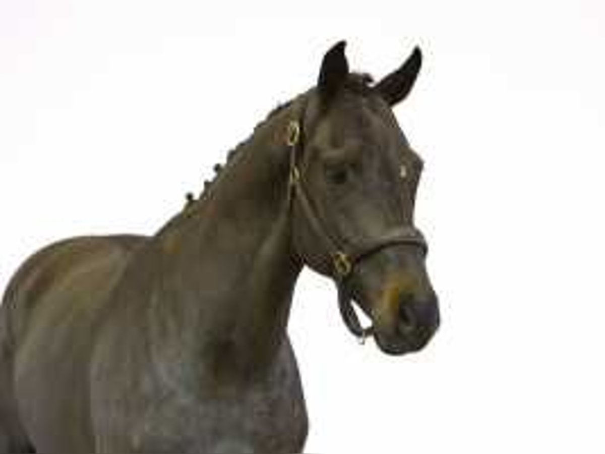 Westphalian Gelding 4 years 16 hh Smoky-Black in Waddinxveen