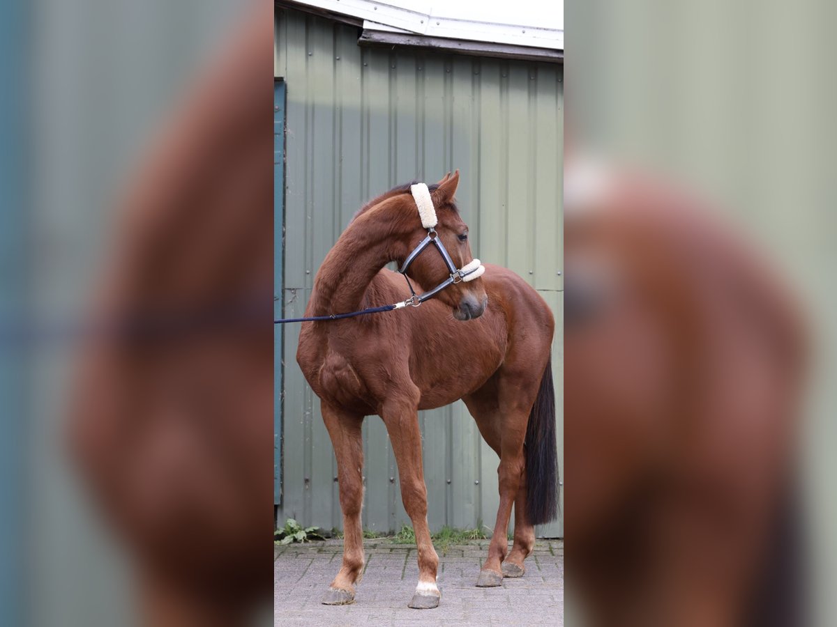 Westphalian Gelding 4 years 16 hh Sorrel in Lindlar