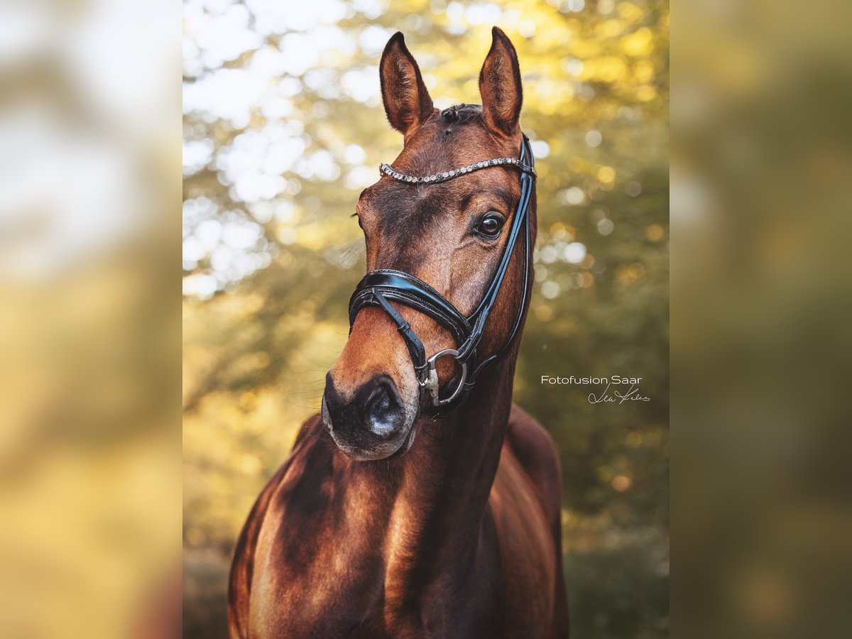 Westphalian Gelding 4 years 16,1 hh Bay-Dark in Perl