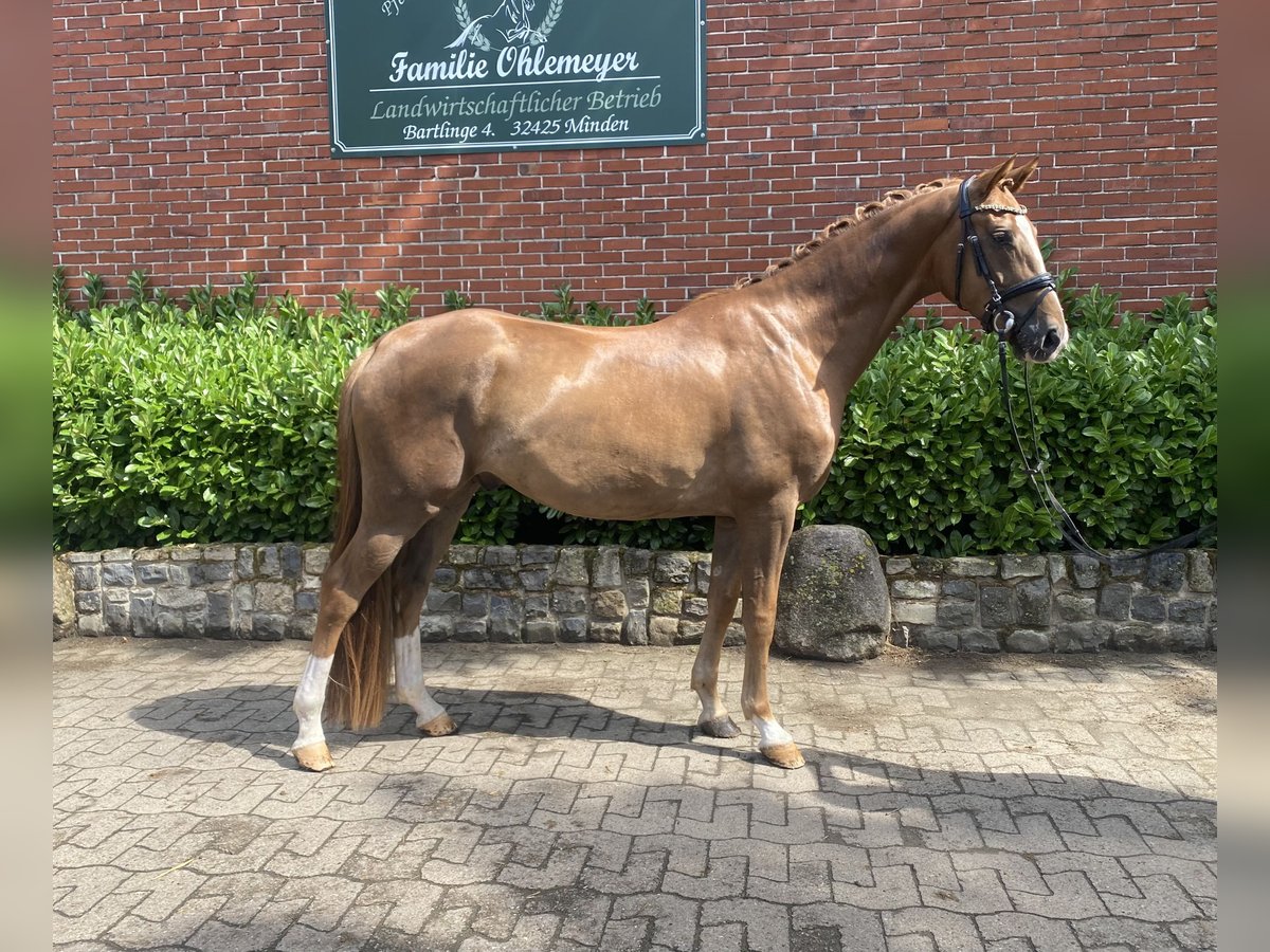 Westphalian Gelding 4 years 16,1 hh Chestnut in Minden