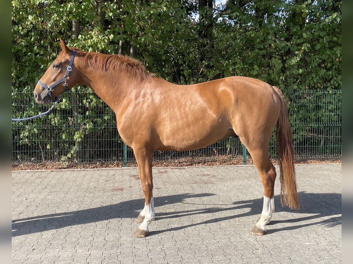 Westphalian Gelding 4 years 16,1 hh Chestnut in Verl