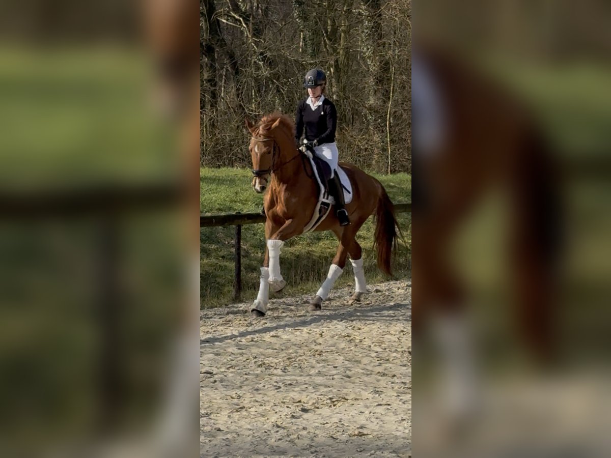 Westphalian Gelding 4 years 16,1 hh Chestnut in Wesel