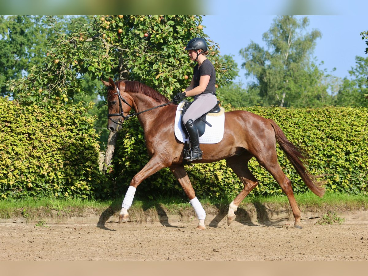 Westphalian Gelding 4 years 16,1 hh Chestnut-Red in H&#xF6;rstel