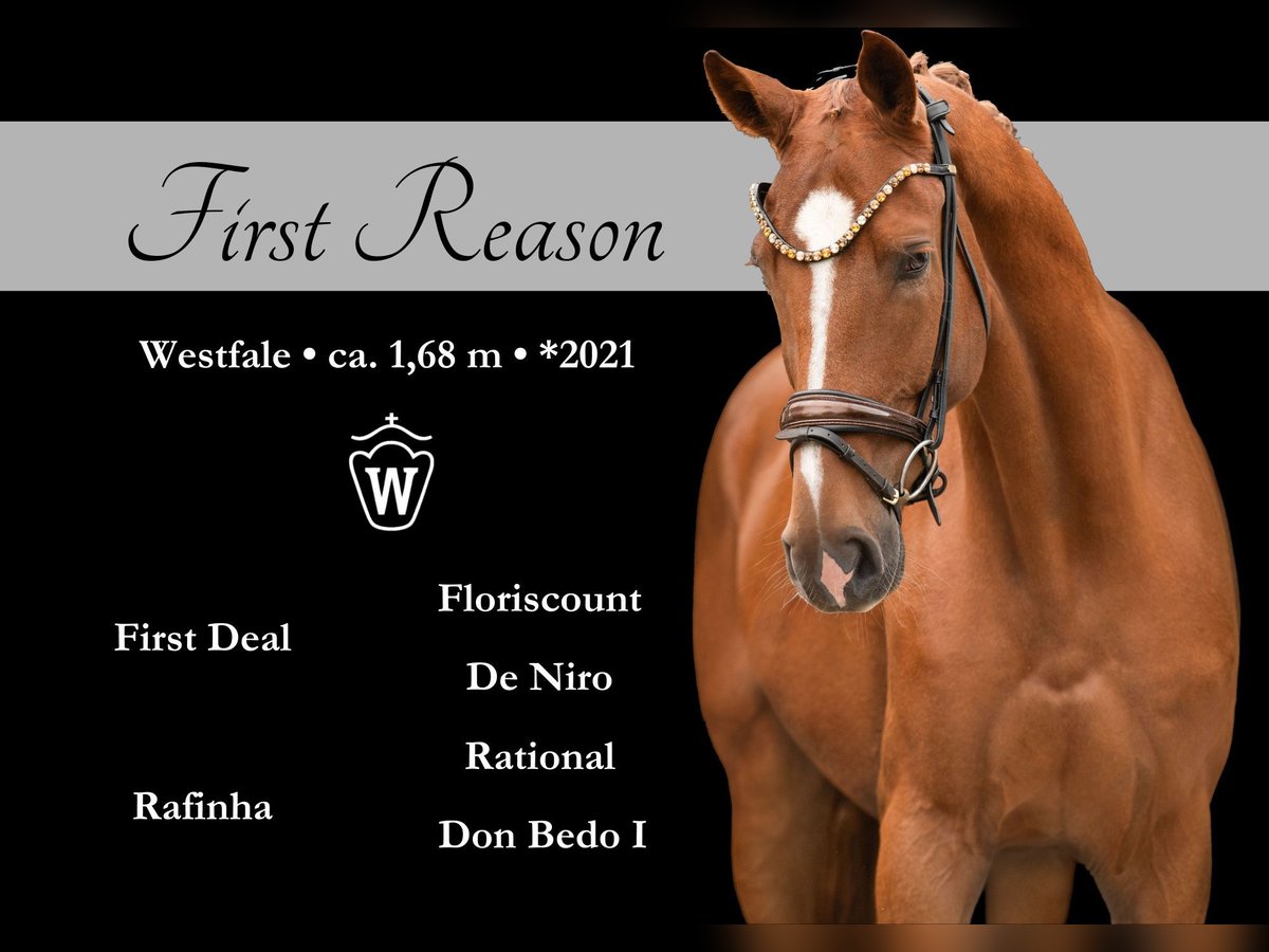 Westphalian Gelding 4 years 16,1 hh Chestnut-Red in Wehringen