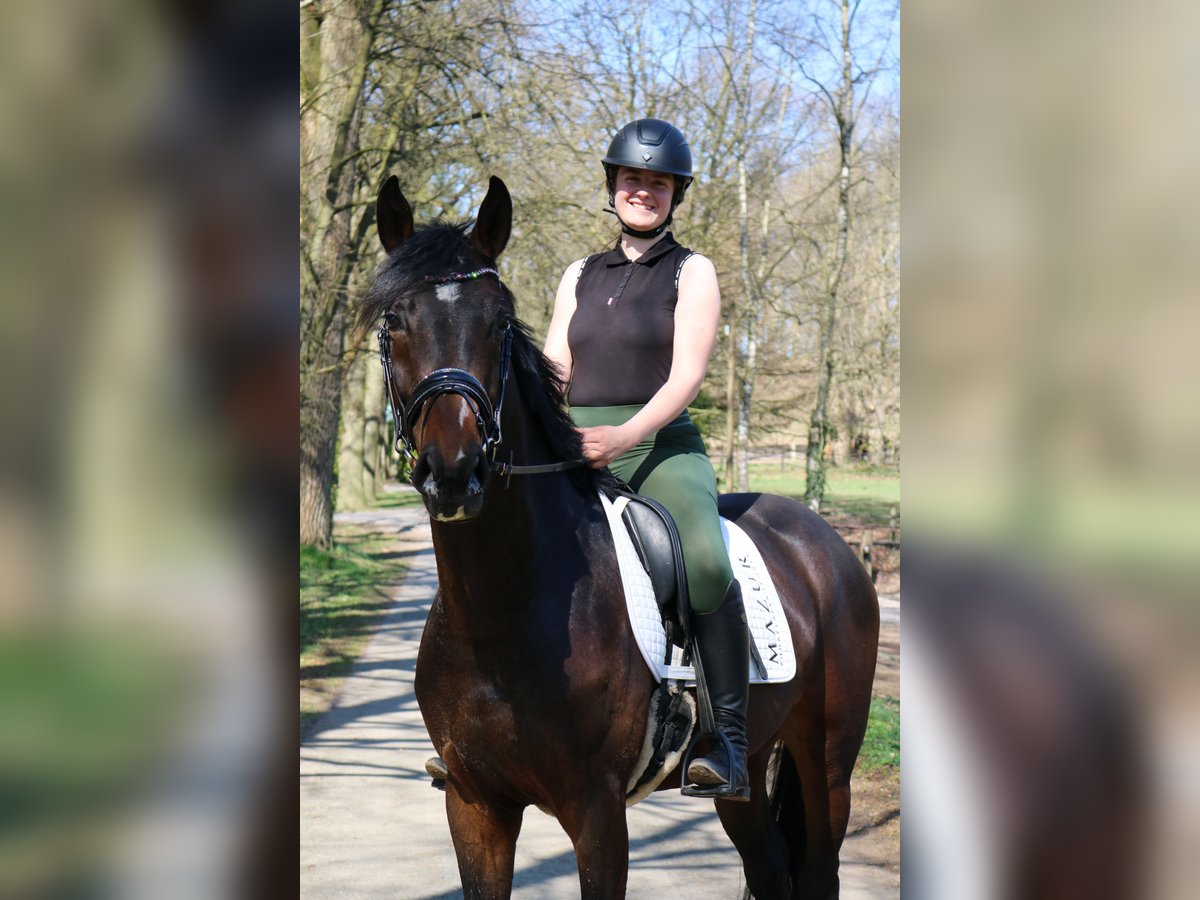 Westphalian Gelding 4 years 16,1 hh in F&#xFC;rstenau