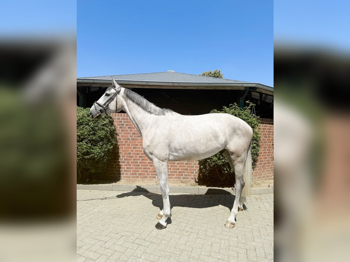 Westphalian Gelding 4 years 16,1 hh Gray in Nettetal