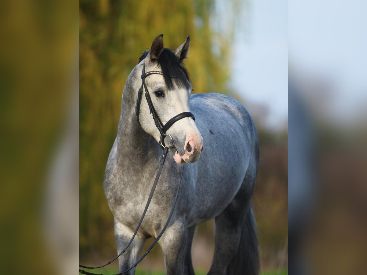 Westphalian Gelding 4 years 16,1 hh Grey-Dapple in Kardos