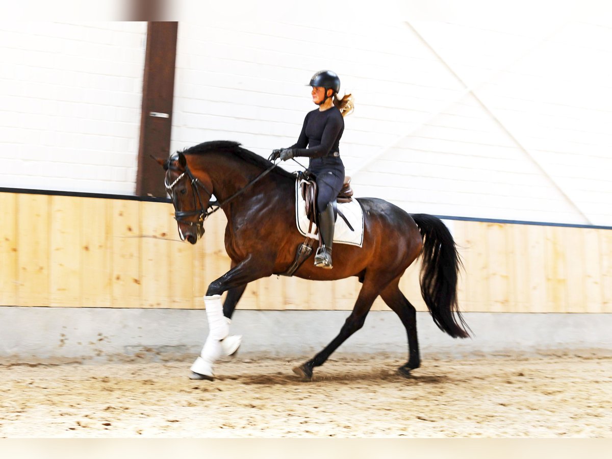 Westphalian Gelding 4 years 16,2 hh Bay-Dark in Kempen