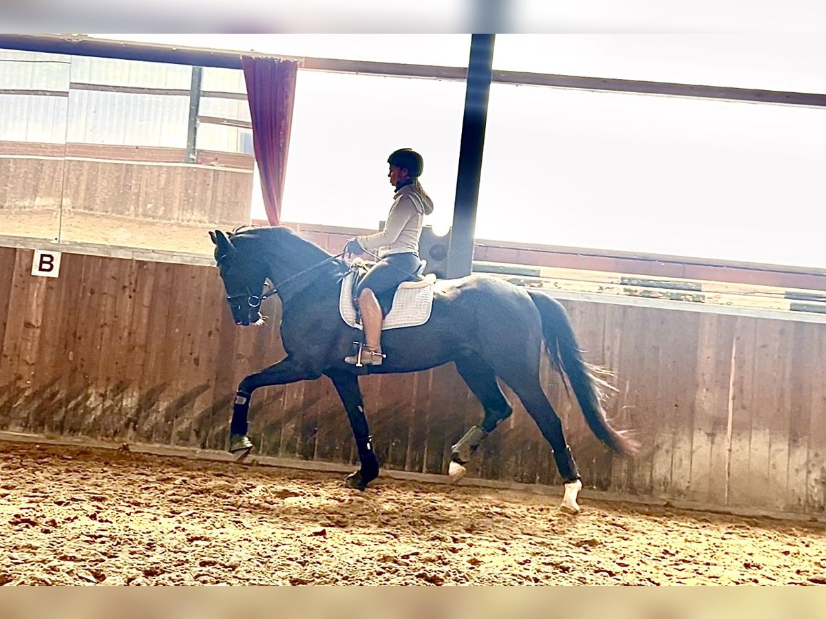 Westphalian Gelding 4 years 16,2 hh Black in Recke, bei Osnabr&#xFC;ck