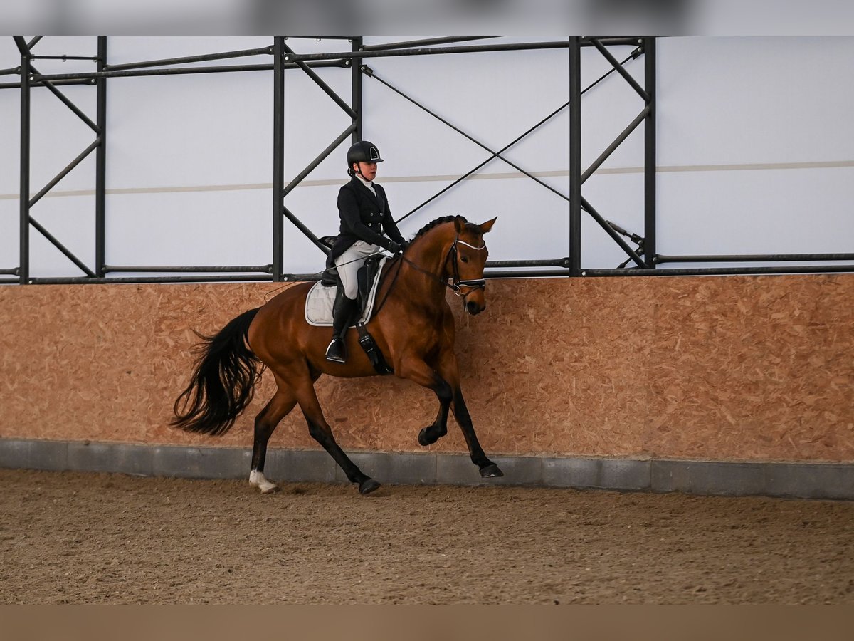 Westphalian Gelding 4 years 16,2 hh Brown in Cheb