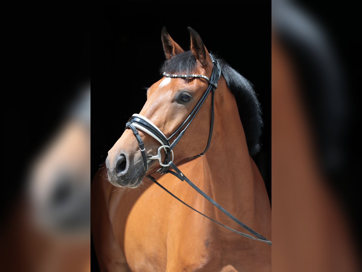 Westphalian Gelding 4 years 16,2 hh Brown in Tecklenburg