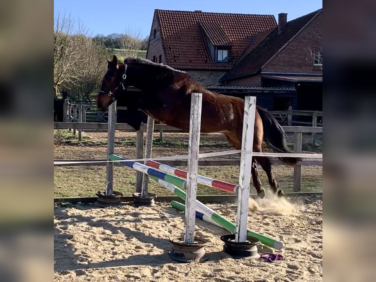 Westphalian Gelding 4 years 16,2 hh Brown in Horn-Bad Meinberg