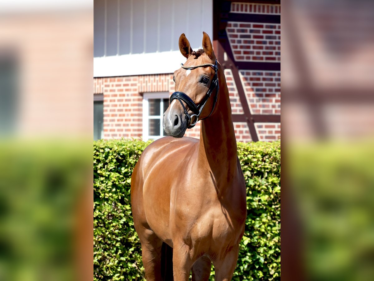 Westphalian Gelding 4 years 16,2 hh Chestnut-Red in Nottuln