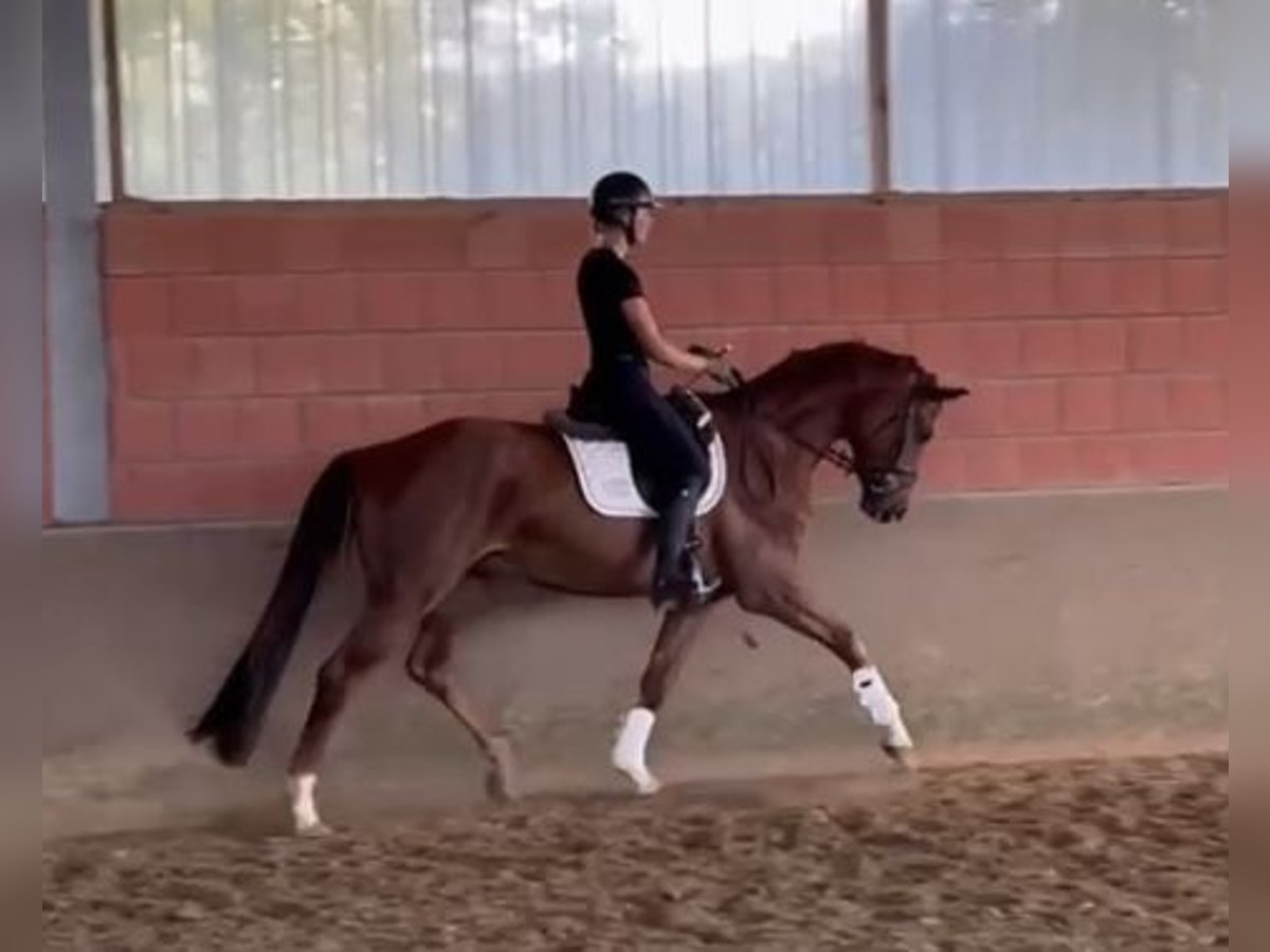 Westphalian Gelding 4 years 16,2 hh Chestnut-Red in Salzkotten
