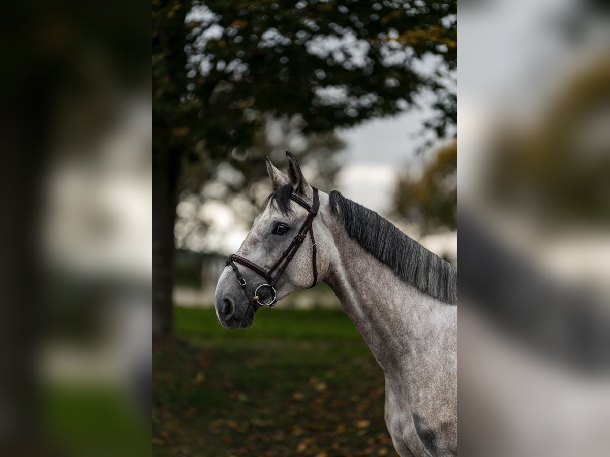 Westphalian Gelding 4 years 16,2 hh Grey in Nettetal