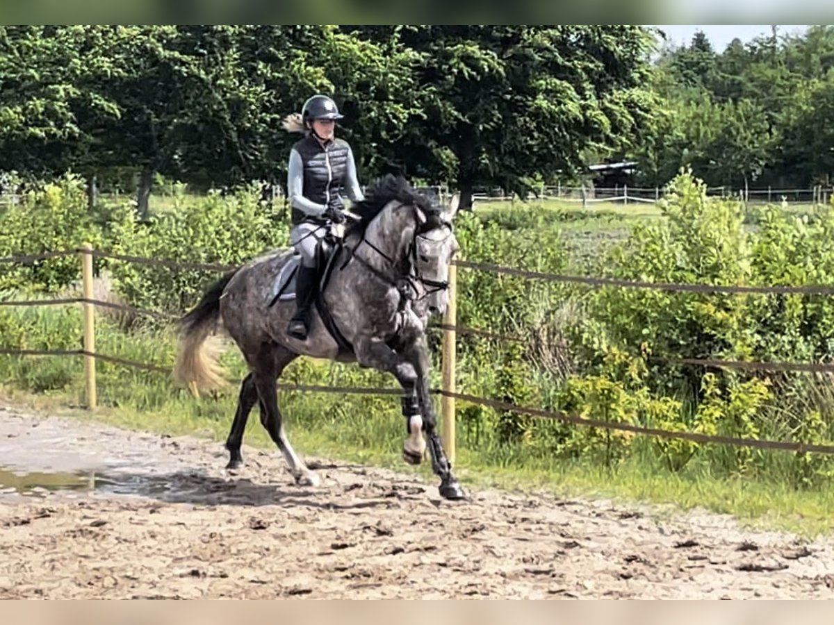 Westphalian Gelding 4 years 16,3 hh Gray in Gro&#xDF;heide Berumerfehn