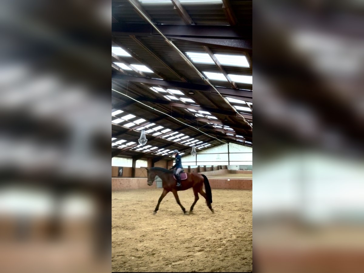 Westphalian Gelding 4 years 17,1 hh Brown in Bimöhlen