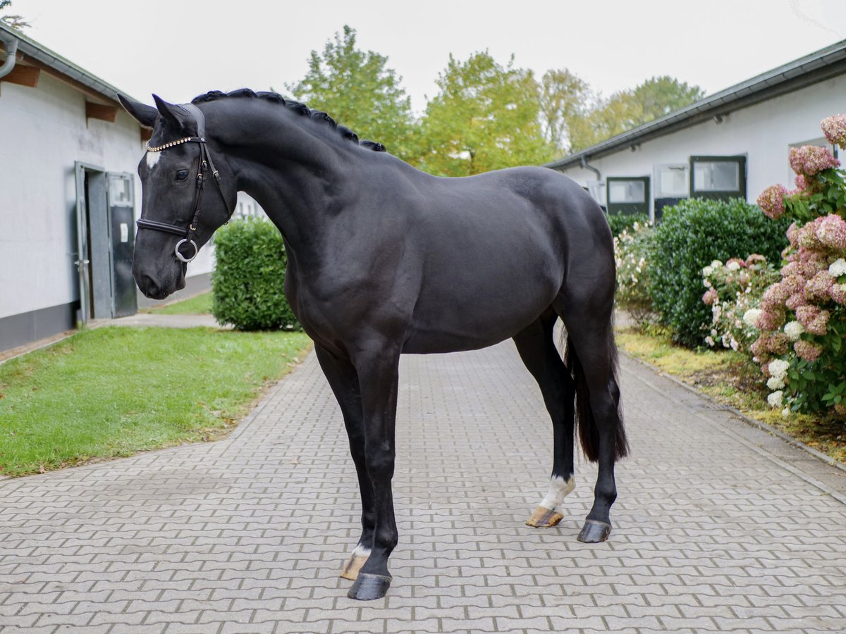 Westphalian Gelding 4 years 17 hh Black in Ankum