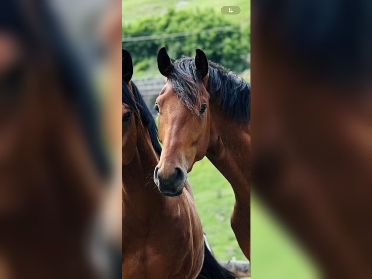 Westphalian Gelding 4 years 17 hh Brown in Chieming Westphalian Gelding 4 years 17 hh Brown in Chieming