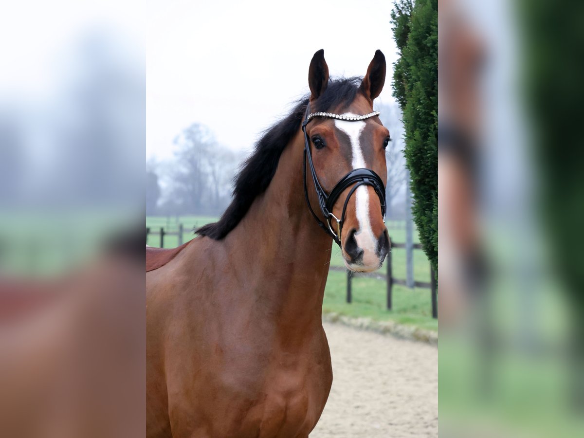 Westphalian Gelding 4 years 17 hh Brown in Nottuln