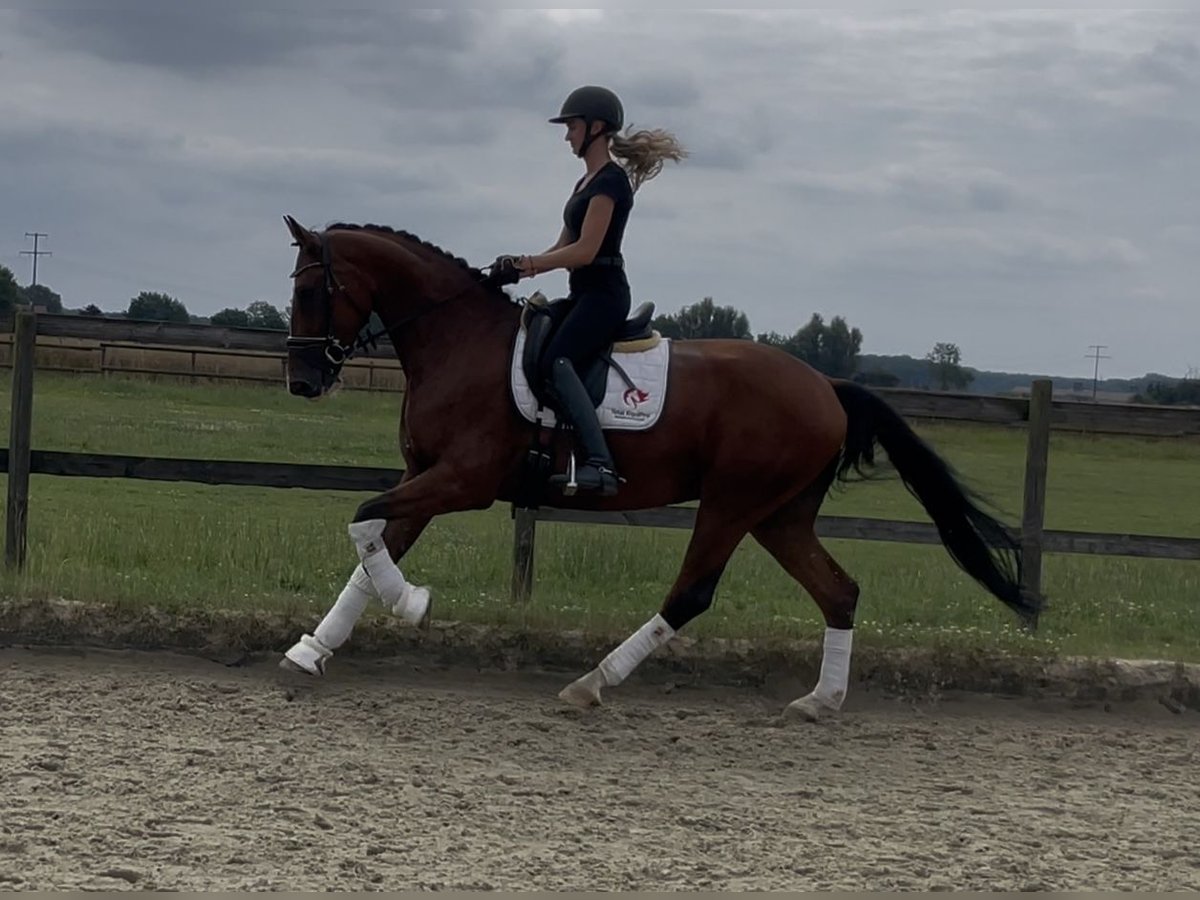 Westphalian Gelding 4 years 17 hh Brown in Nottuln