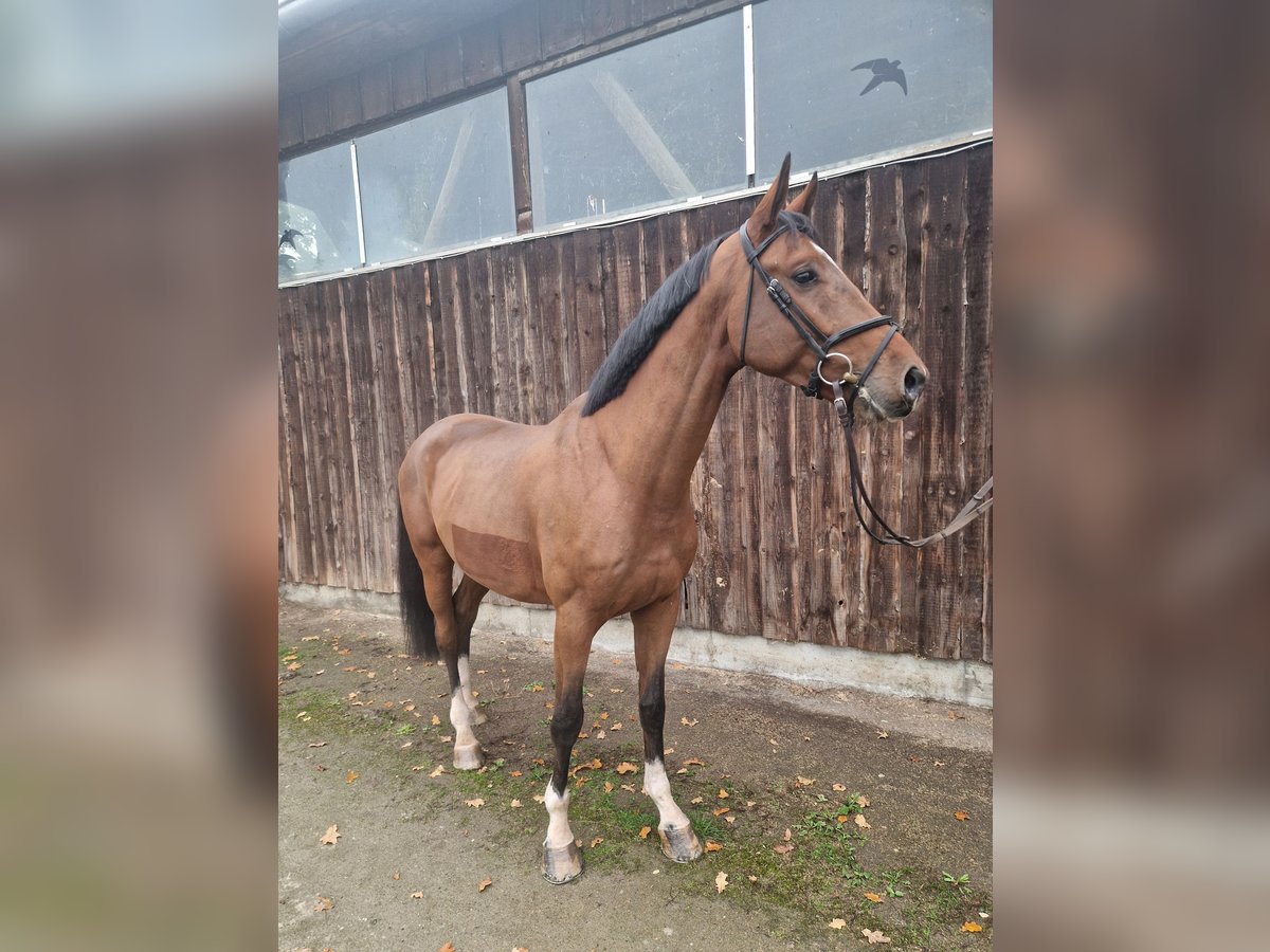 Westphalian Gelding 4 years 17 hh Brown in Mannheim