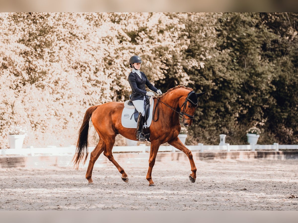 Westphalian Gelding 4 years 17 hh Chestnut-Red in Mettmann Westphalian Gelding 4 years 17 hh Chestnut-Red in Mettmann