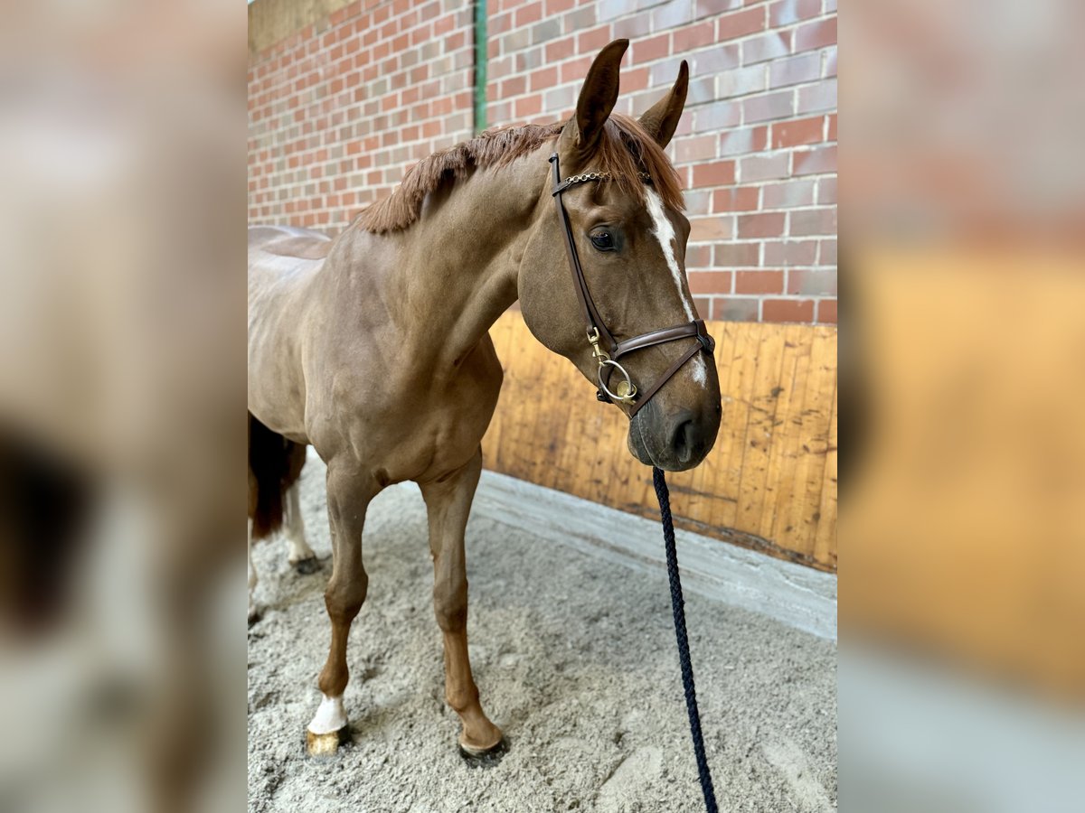 Westphalian Gelding 4 years 17 hh Chestnut in Horstmar Westphalian Gelding 4 years 17 hh Chestnut in Horstmar