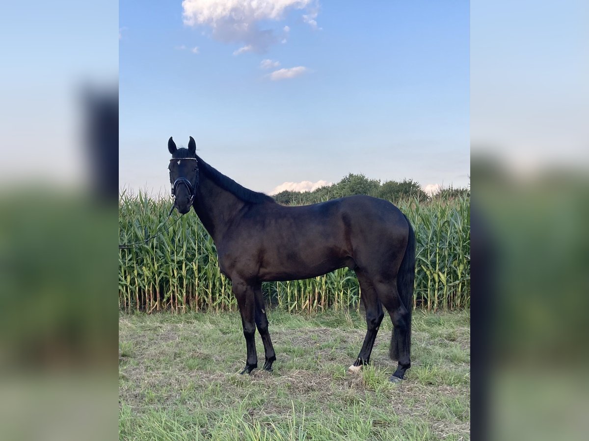 Westphalian Gelding 4 years 17 hh Smoky-Black in Nordkirchen