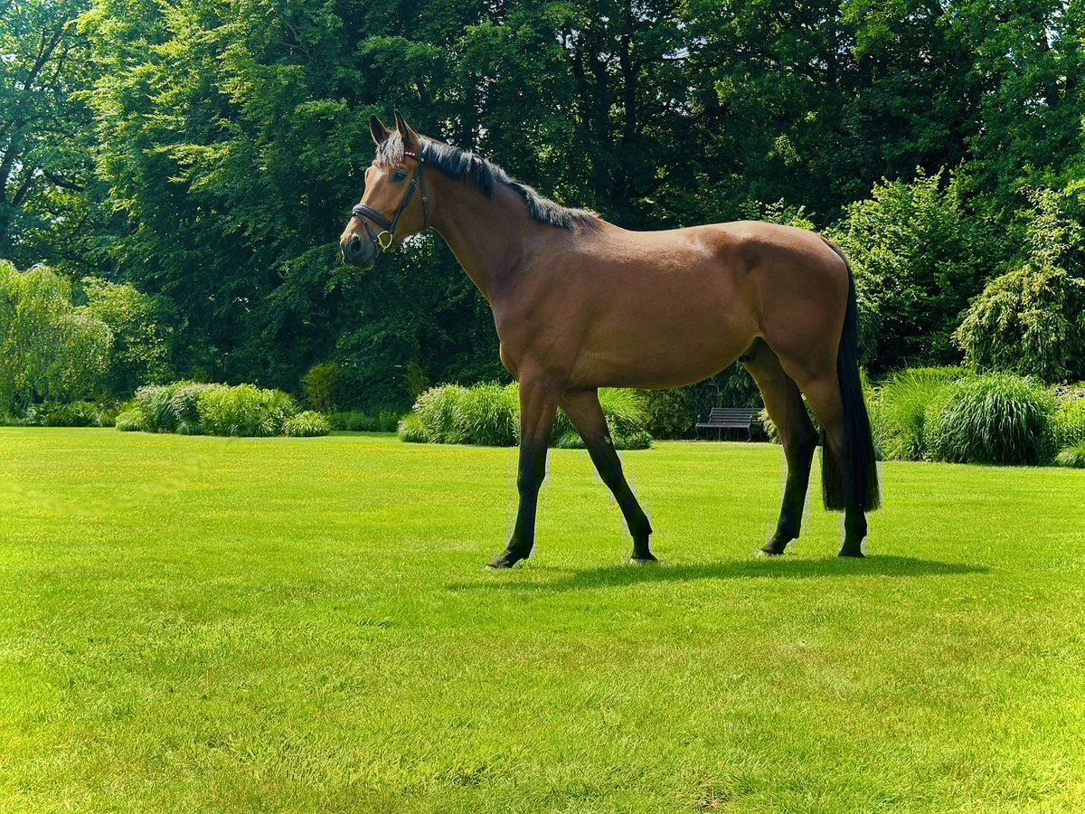Westphalian Gelding 4 years 17,1 hh Brown-Light in Bim&#xF6;hlen