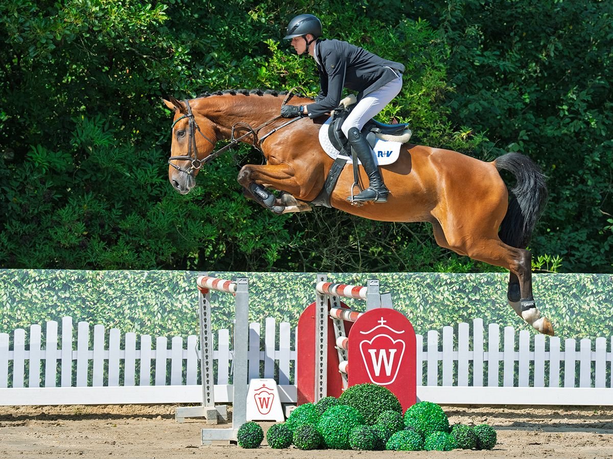 Westphalian Gelding 4 years 17,1 hh Brown in M&#xFC;nster-Handorf
