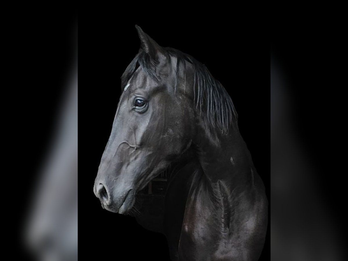 Westphalian Gelding 4 years 17,2 hh Black in Leopoldsh&#xF6;he