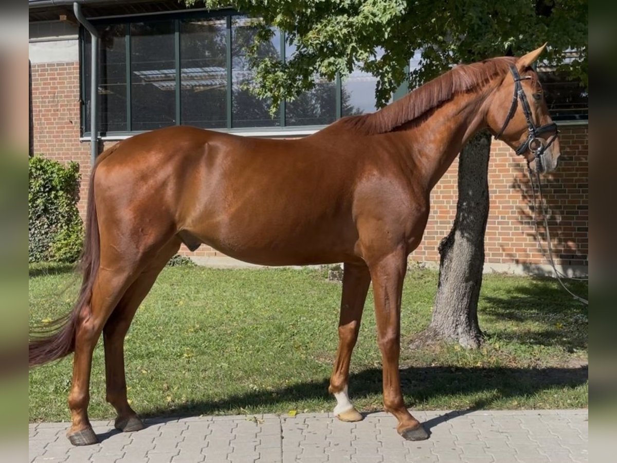 Westphalian Gelding 4 years 17,2 hh Chestnut-Red in Altenberge