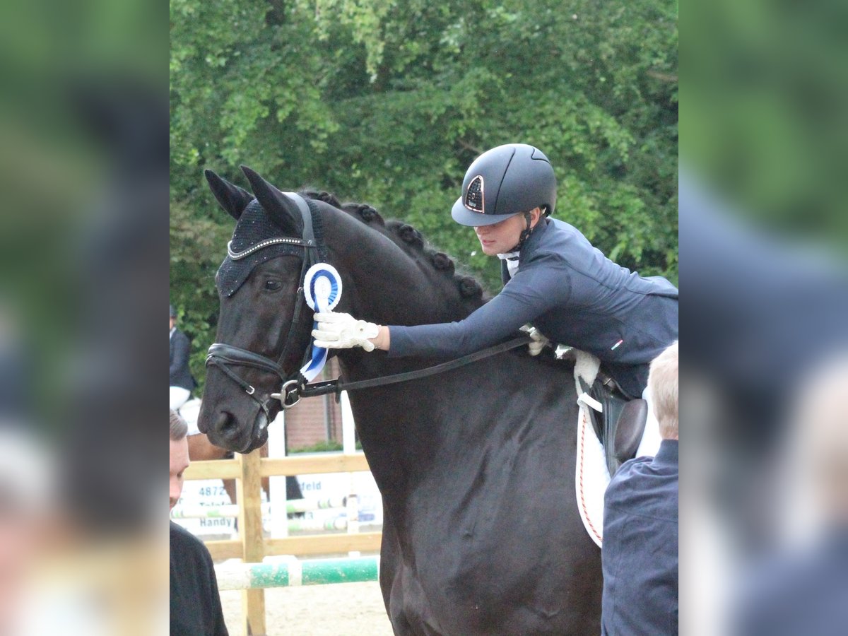 Westphalian Gelding 4 years 18 hh Black in Rosendahl-Osterwick