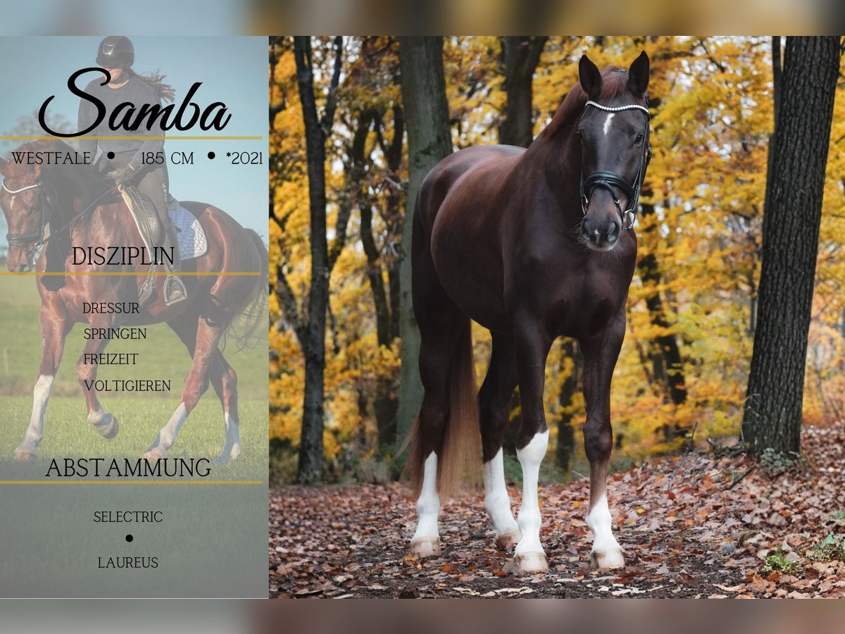 Westphalian Gelding 4 years 18 hh Chestnut in Nettersheim