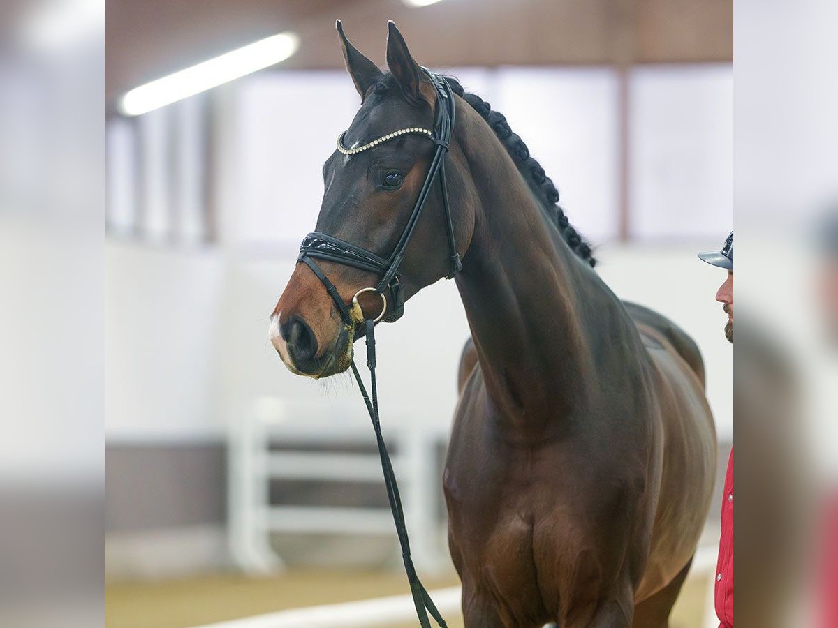 Westphalian Gelding 4 years Bay-Dark in Münster-Handorf