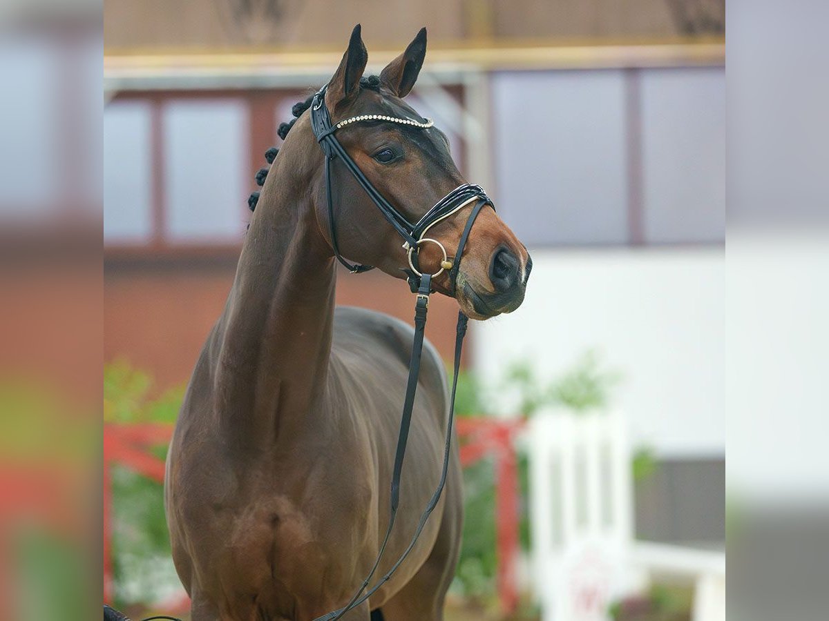 Westphalian Gelding 4 years Brown in Münster-Handorf