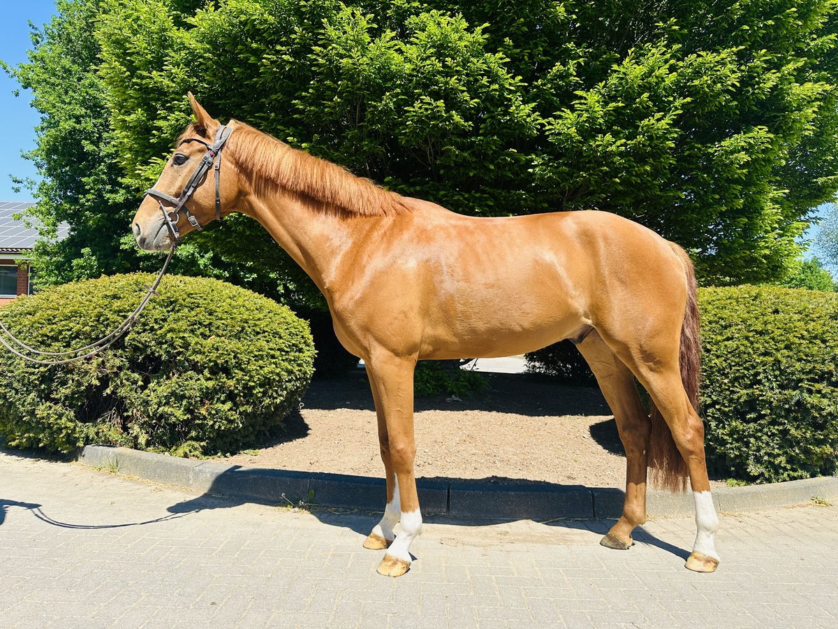 Westphalian Gelding 4 years Chestnut-Red in Zülpich