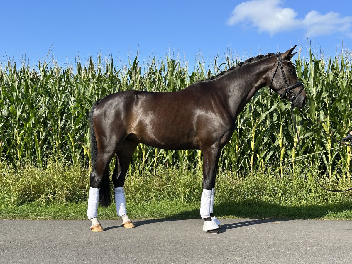 Westphalian Gelding 4 years in Schwanewede