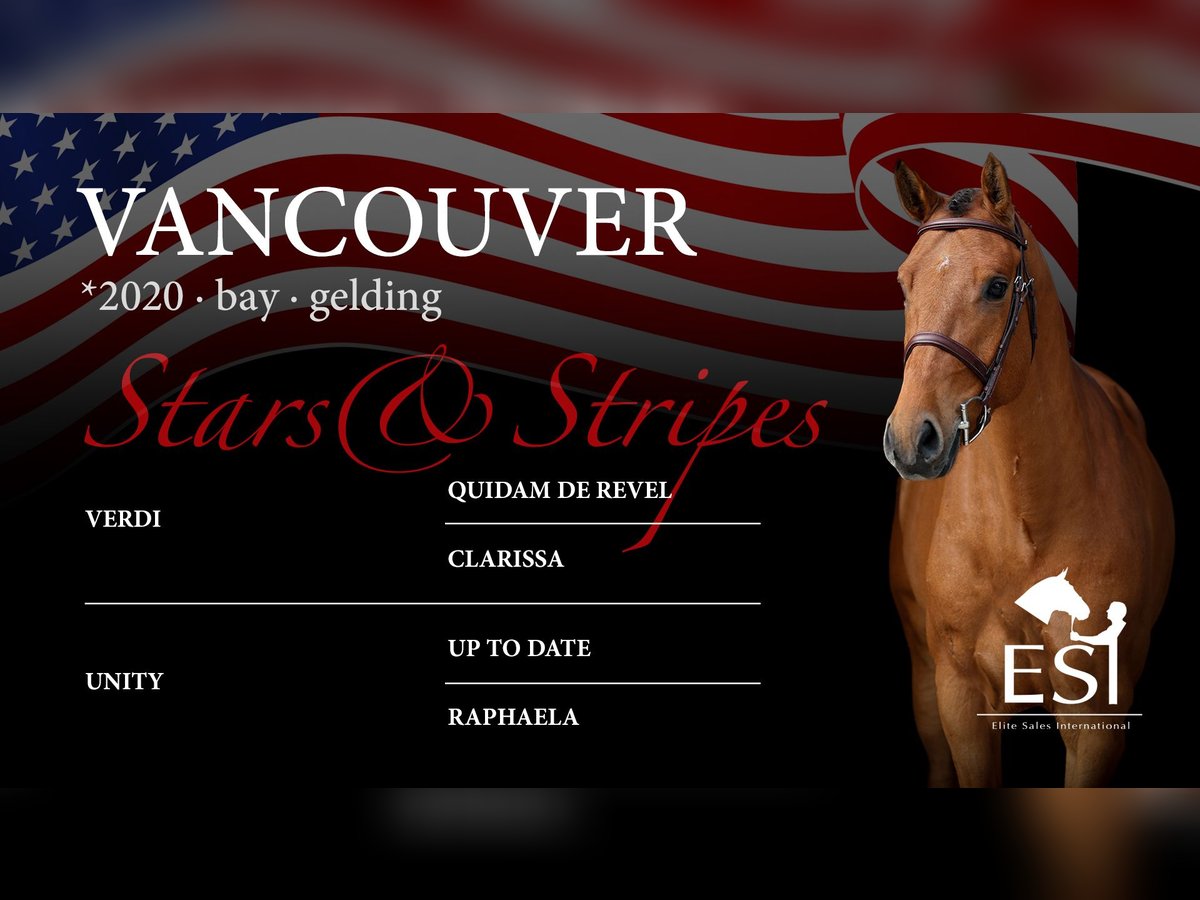 Westphalian Gelding 5 years 15,3 hh Brown in Lastrup