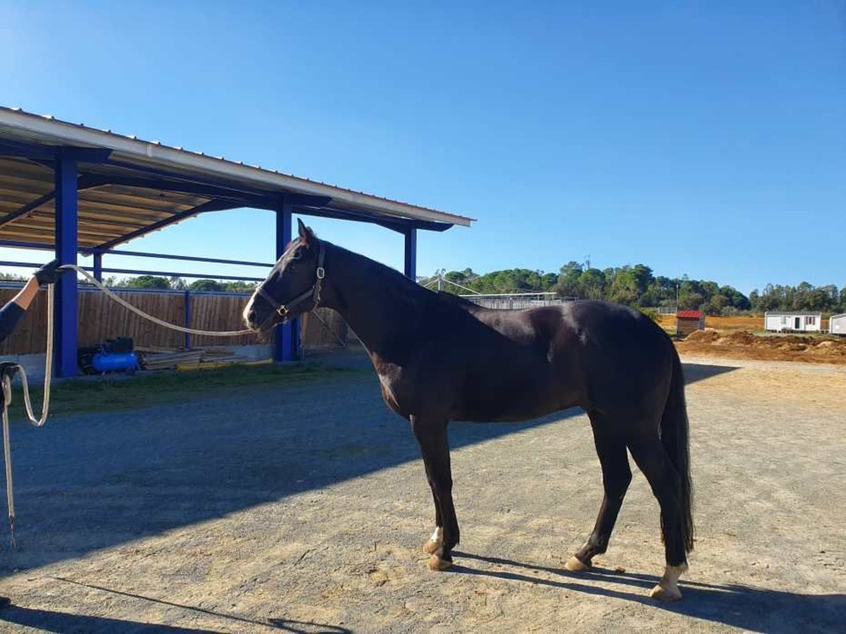 Westphalian Gelding 5 years 16,1 hh Black in Bollullos Par Del Condado